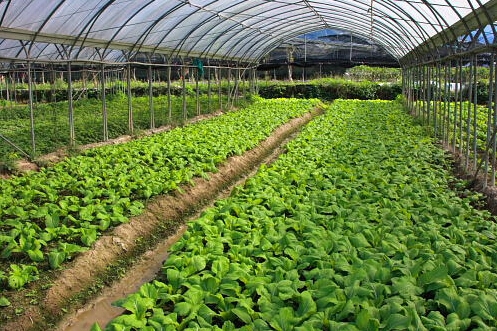 有机蔬菜种植园土壤改良项目-海南蓝箭农业科技开发有限公司