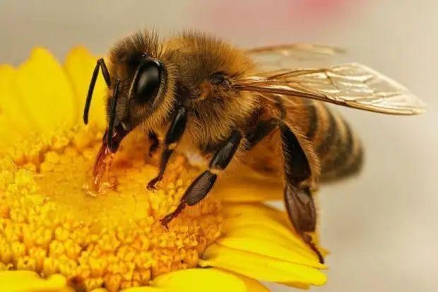 蜜蜂怎样做到高度分工农科院专家找到新的研究视角