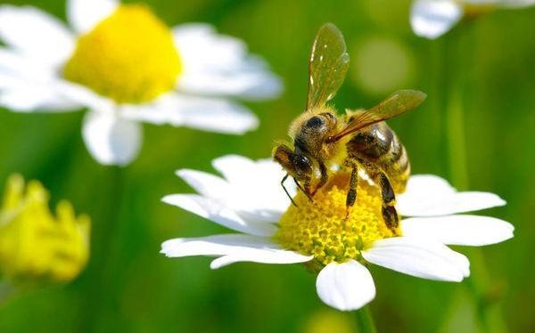 采花蜜或花粉的工蜂.中国农科院供图